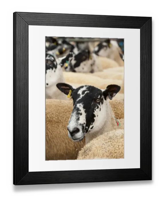 Framed Print : Sheep farming, mule yearling breeding ewes in pens at sale, Thame Sheep Fair, Oxfordshire, England, August Framed Print : Sheep farming, mule yearling breeding ewes in pens at sale, Thame Sheep Fair, Oxfordshire, England, August
