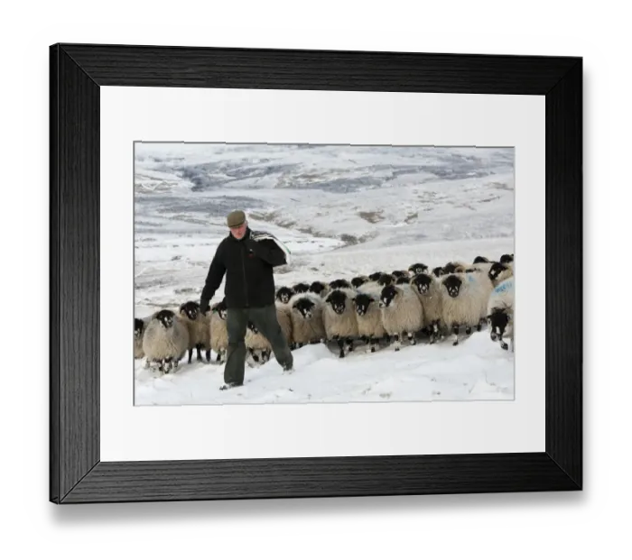 Framed Print : Sheep farming, shepherd with feed bag leading Dalesbred flock across snow covered moorland, North Yorkshire, England Framed Print : Sheep farming, shepherd with feed bag leading Dalesbred flock across snow covered moorland, North Yorkshire, England