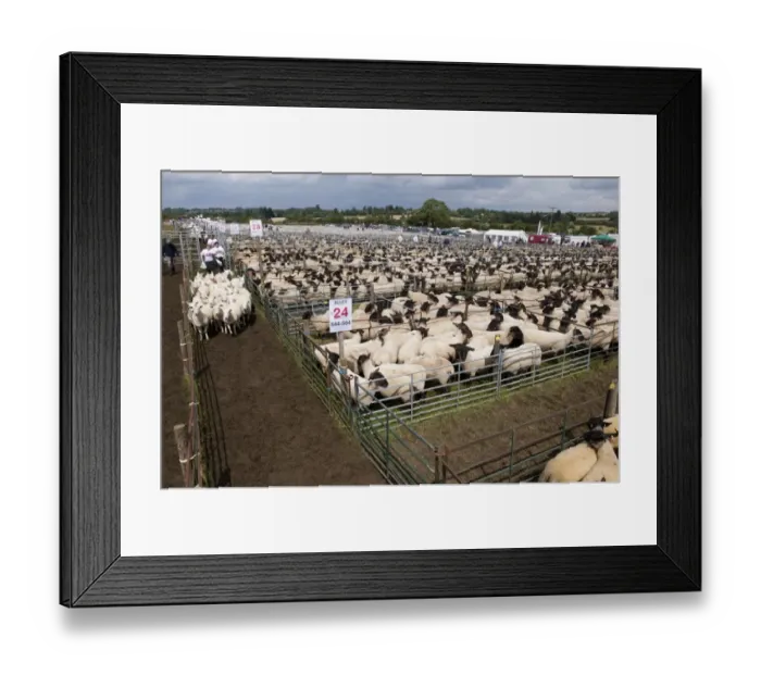 Framed Print : Sheep farming, breeding ewes herded through pens to auction ring at sale, Thame Sheep Fair, Oxfordshire, England Framed Print : Sheep farming, breeding ewes herded through pens to auction ring at sale, Thame Sheep Fair, Oxfordshire, England