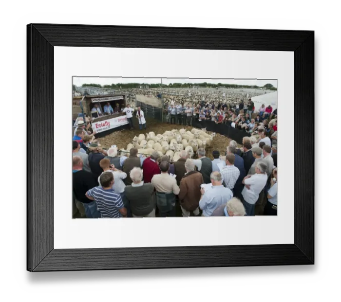 Framed Print : Sheep farming, breeding ewes in auction ring at sale, Thame Sheep Fair, Oxfordshire, England, August Framed Print : Sheep farming, breeding ewes in auction ring at sale, Thame Sheep Fair, Oxfordshire, England, August