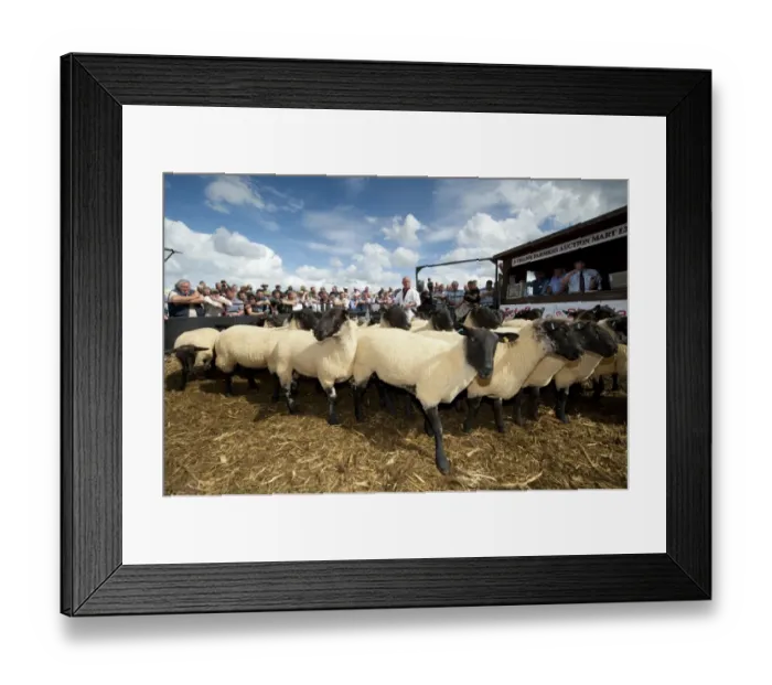Framed Print : Sheep farming, Suffolk crossbred breeding ewes in auction ring at sale, Thame Sheep Fair, Oxfordshire, England, August Framed Print : Sheep farming, Suffolk crossbred breeding ewes in auction ring at sale, Thame Sheep Fair, Oxfordshire, England, August