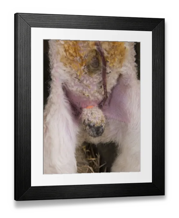Framed Print : Sheep farming, putting rubber ring on testicles of lamb in lambing shed, Lancashire, England, April