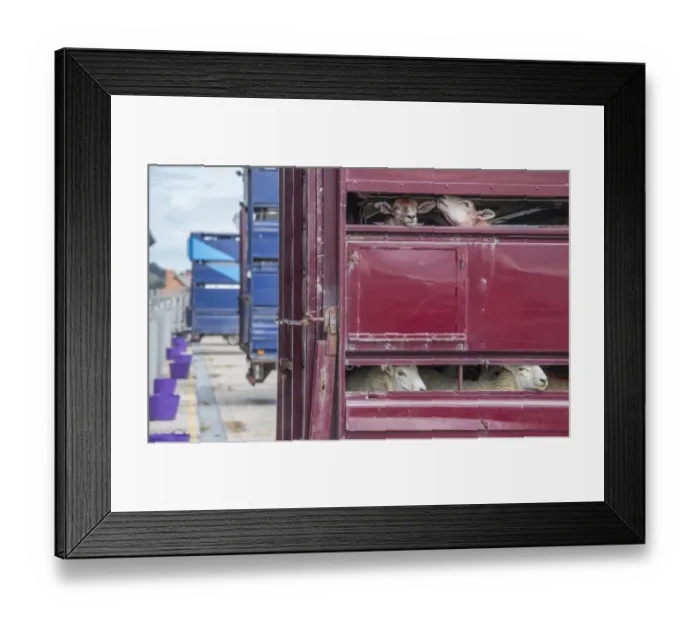Framed Print : Sheep farming, lambs on livestock lorry ready for transport, Wales, August Framed Print : Sheep farming, lambs on livestock lorry ready for transport, Wales, August