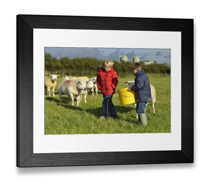 Framed Print : Sheep farming, young boy and girl feeding Texel ewes from bucket on farm, Lancashire, England, September Framed Print : Sheep farming, young boy and girl feeding Texel ewes from bucket on farm, Lancashire, England, September