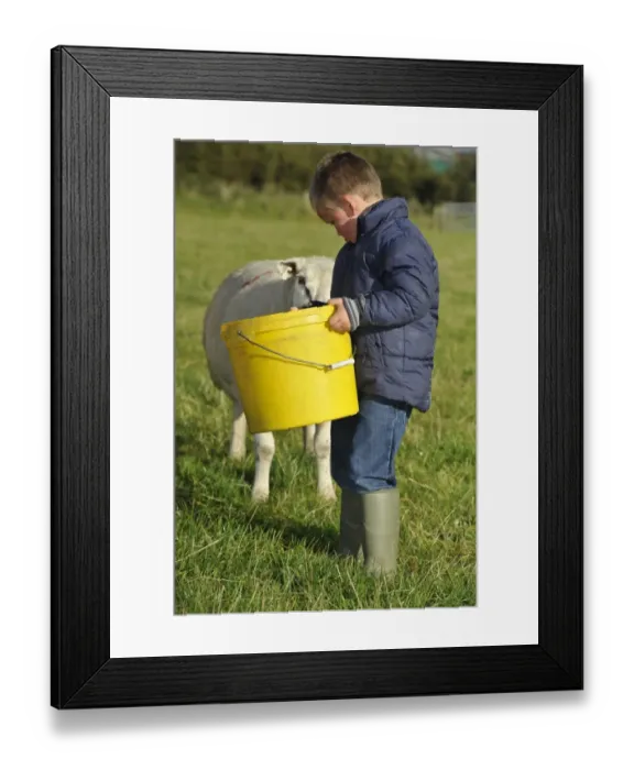 Framed Print : Sheep farming, young boy feeding Texel ewe from bucket on farm, Lancashire, England, September Framed Print : Sheep farming, young boy feeding Texel ewe from bucket on farm, Lancashire, England, September