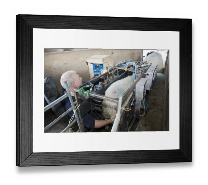 Framed Print : Sheep farming, scanning ewes during early stage pregnancy to see how many lambs they are carrying, England, November Framed Print : Sheep farming, scanning ewes during early stage pregnancy to see how many lambs they are carrying, England, November