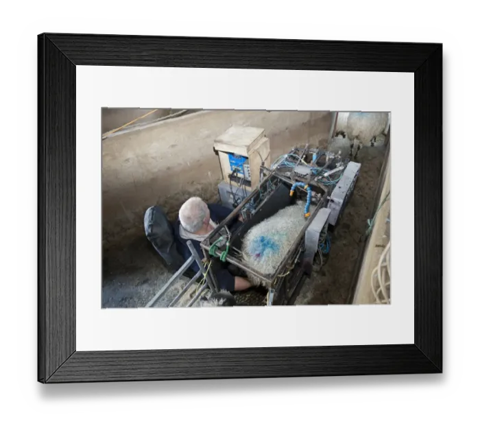Framed Print : Sheep farming, scanning ewes during early stage pregnancy to see how many lambs they are carrying, England, November Framed Print : Sheep farming, scanning ewes during early stage pregnancy to see how many lambs they are carrying, England, November