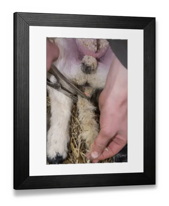 Framed Print : Sheep farming, putting rubber ring on tail of lamb in lambing shed, Lancashire, England, April