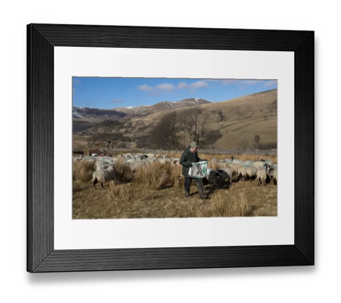 Framed Print : Sheep farming, shepherd feeding Swaledale ewes on moorland in late winter, Cumbria, England, April Framed Print : Sheep farming, shepherd feeding Swaledale ewes on moorland in late winter, Cumbria, England, April