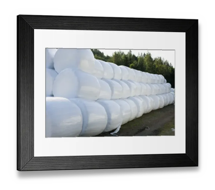Framed Print : Plastic wrapped round silage bales, Sweden