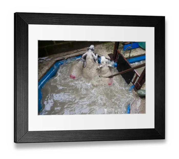Framed Print : Sheep farming, dipping ewes with insecticide to kill lice and mites, North Yorkshire, England, September Framed Print : Sheep farming, dipping ewes with insecticide to kill lice and mites, North Yorkshire, England, September
