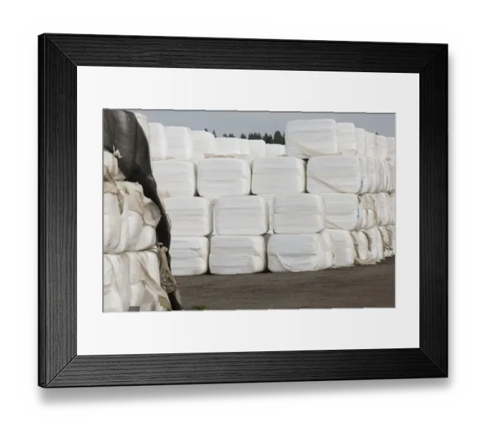 Framed Print : Plastic wrapped silage bales, Sweden Framed Print : Plastic wrapped silage bales, Sweden