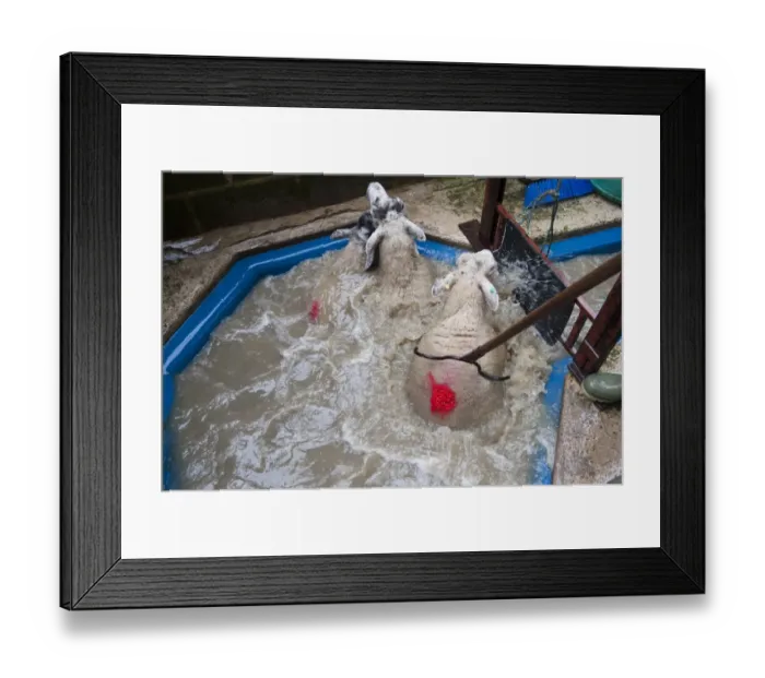 Framed Print : Sheep farming, dipping ewes with insecticide to kill lice and mites, North Yorkshire, England, September Framed Print : Sheep farming, dipping ewes with insecticide to kill lice and mites, North Yorkshire, England, September