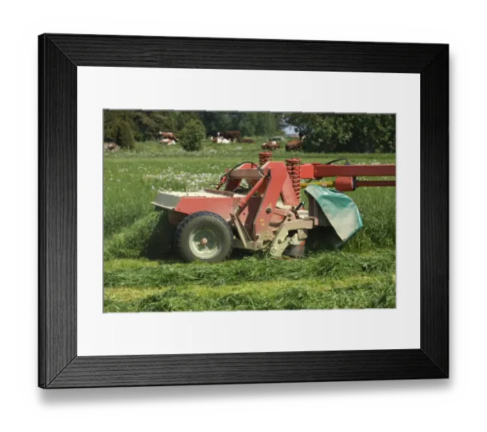Framed Print : Close-up of mower, cutting grass silage crop, cattle herd in next field, Sweden Framed Print : Close-up of mower, cutting grass silage crop, cattle herd in next field, Sweden