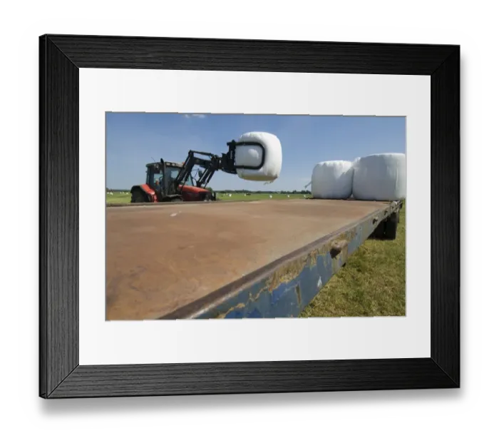 Framed Print : Plastic wrapped round silage bales, stacked onto trailer with mechanical loader, Sweden Framed Print : Plastic wrapped round silage bales, stacked onto trailer with mechanical loader, Sweden
