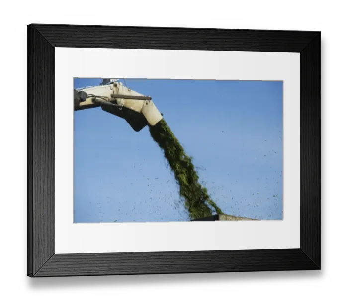 Framed Print : Cls Jaguar 850 forage harvester, cutting grass for silage and loading wagon, Alunda, Uppsala, Sweden, june Framed Print : Cls Jaguar 850 forage harvester, cutting grass for silage and loading wagon, Alunda, Uppsala, Sweden, june