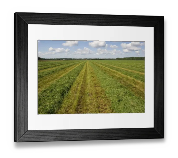 Framed Print : Field with cut grass for silage, Sweden, july Framed Print : Field with cut grass for silage, Sweden, july