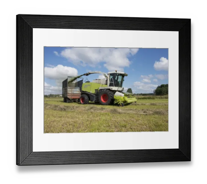 Framed Print : Forage harvesting silage, Cls Jaguar 850 forage harvester cutting grass and loading wagon, Alunda, Uppsala, Sweden Framed Print : Forage harvesting silage, Cls Jaguar 850 forage harvester cutting grass and loading wagon, Alunda, Uppsala, Sweden
