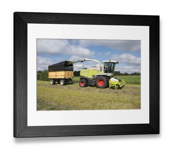 Framed Print : Forage harvesting silage, Cls Jaguar 850 forage harvester cutting grass and loading wagon, Alunda, Uppsala, Sweden Framed Print : Forage harvesting silage, Cls Jaguar 850 forage harvester cutting grass and loading wagon, Alunda, Uppsala, Sweden