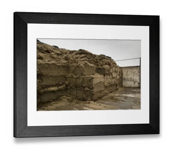 Framed Print : Grass silage clamp, Cheshire, England, January Framed Print : Grass silage clamp, Cheshire, England, January