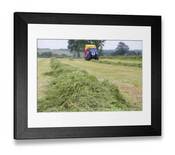 Framed Print : Mowed grass in field ready to be picked up by tractor with forage wagon, Grimsargh, Preston, Lancashire, England, July Framed Print : Mowed grass in field ready to be picked up by tractor with forage wagon, Grimsargh, Preston, Lancashire, England, July