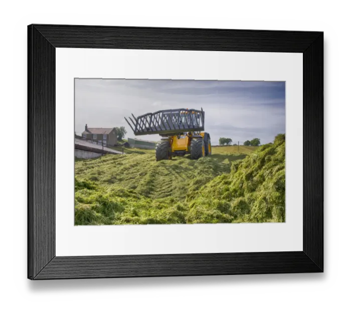 Framed Print : JCB loader compressing grass silage clamp, Grimsargh, Preston, Lancashire, England, July Framed Print : JCB loader compressing grass silage clamp, Grimsargh, Preston, Lancashire, England, July