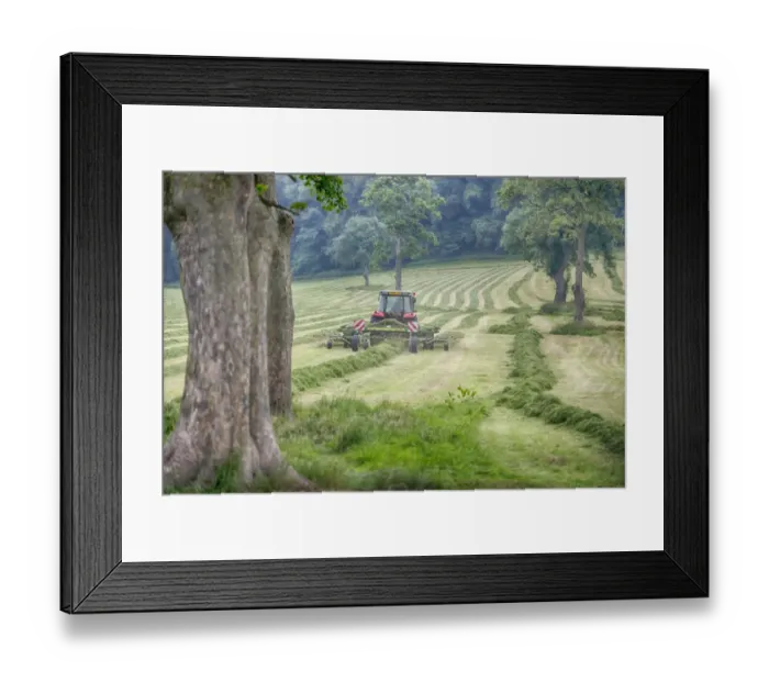 Framed Print : Tractor with tedder rowing mowed grass in field with mature trees, Grimsargh, Preston, Lancashire, England, July Framed Print : Tractor with tedder rowing mowed grass in field with mature trees, Grimsargh, Preston, Lancashire, England, July