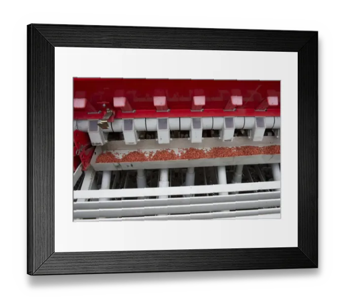 Framed Print : Seeds in seed driil, sowing arable crop, Sweden, september Framed Print : Seeds in seed driil, sowing arable crop, Sweden, september