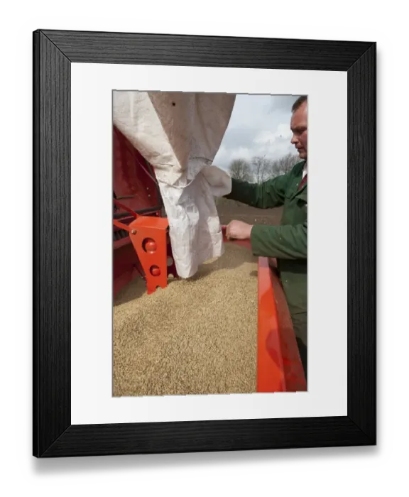 Framed Print : Farmer loading seed drill with Spring Barley seed, Cumbria, England, April Framed Print : Farmer loading seed drill with Spring Barley seed, Cumbria, England, April