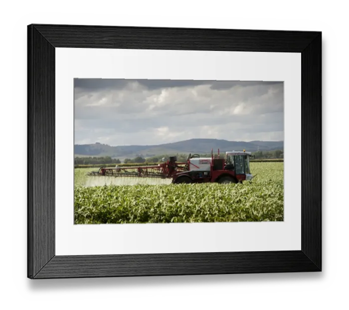 Framed Print : Spraying Potato (Solanum tuberosum) crop with Bateman 4000 self-propelled sprayer, Scotland, August Framed Print : Spraying Potato (Solanum tuberosum) crop with Bateman 4000 self-propelled sprayer, Scotland, August