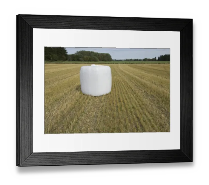 Framed Print : Straw in plastic wrapped round bale, wrapped to be stored outside in winter, in stubble field, Sweden Framed Print : Straw in plastic wrapped round bale, wrapped to be stored outside in winter, in stubble field, Sweden