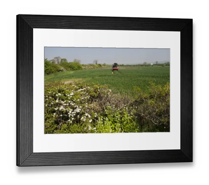 Framed Print : Self-propelled sprayer spraying wheat crop, with hawthorn hedge in foreground, Northumberland, England, May