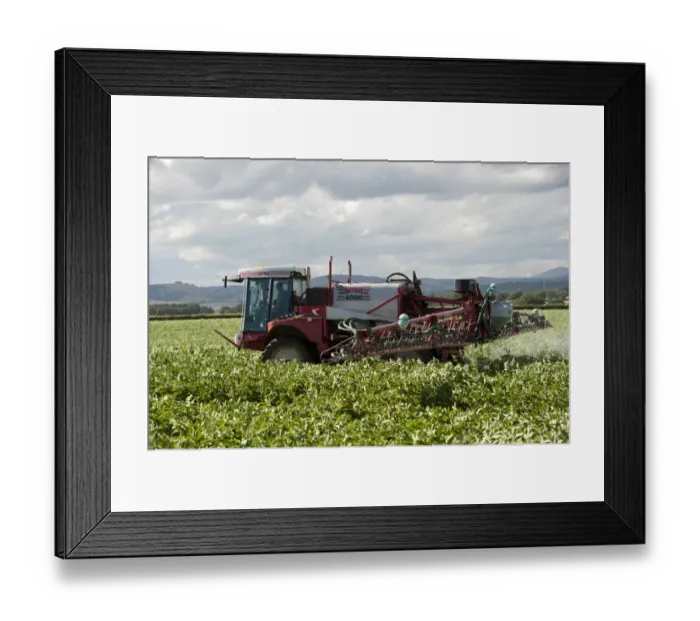 Framed Print : Spraying Potato (Solanum tuberosum) crop with Bateman 4000 self-propelled sprayer, Scotland, August Framed Print : Spraying Potato (Solanum tuberosum) crop with Bateman 4000 self-propelled sprayer, Scotland, August