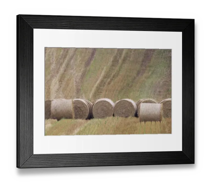 Framed Print : Round straw bales in stubble field, Berwickshire, Scottish Borders, Scotland, October