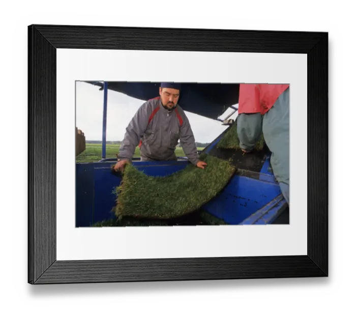 Framed Print : Turf Grass (Graminae sp. ) crop, machine cutting lawn turfs, workers with turf, Sweden Framed Print : Turf Grass (Graminae sp. ) crop, machine cutting lawn turfs, workers with turf, Sweden