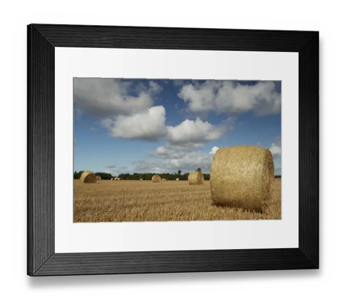 Framed Print : Round straw bales in stubble field, Shropshire, England, September Framed Print : Round straw bales in stubble field, Shropshire, England, September