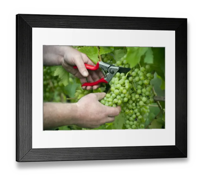 Framed Print : Vineyard worker cutting green grapes from vine, Essex, England, September Framed Print : Vineyard worker cutting green grapes from vine, Essex, England, September