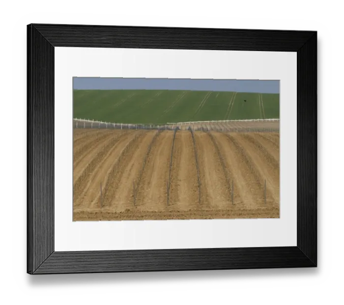 Framed Print : Newly planted vineyard, Rathfinny Estate, Alfriston, South Downs, East Sussex, England, May Framed Print : Newly planted vineyard, Rathfinny Estate, Alfriston, South Downs, East Sussex, England, May