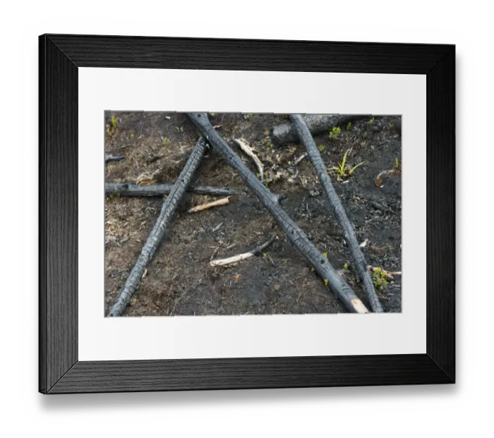 Framed Print : Burnt branches and regenerating plants after forest fire, Angermanland, Sweden, June