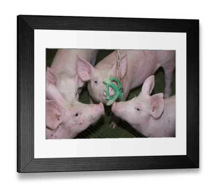 Framed Print : Pig farming, eleven-week old weaners, with hanging toy to alleviate boredom in indoor unit, Lancashire, England Framed Print : Pig farming, eleven-week old weaners, with hanging toy to alleviate boredom in indoor unit, Lancashire, England