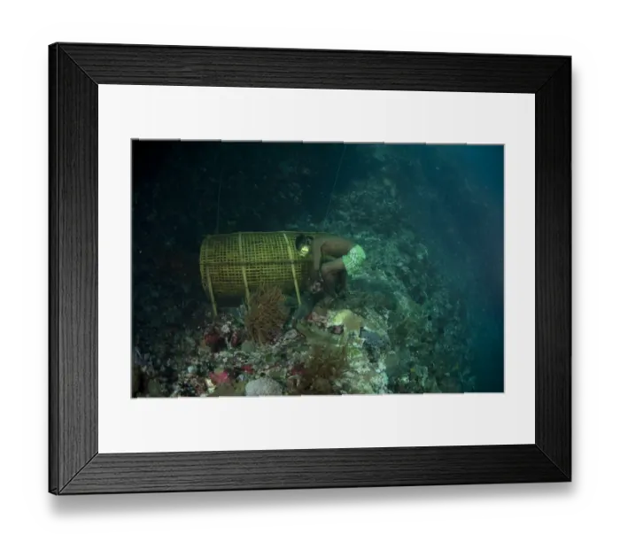 Framed Print : Fisherman removing stone weights from fish basket, Crucifixion Point, Pantar Island, Alor Archipelago Framed Print : Fisherman removing stone weights from fish basket, Crucifixion Point, Pantar Island, Alor Archipelago