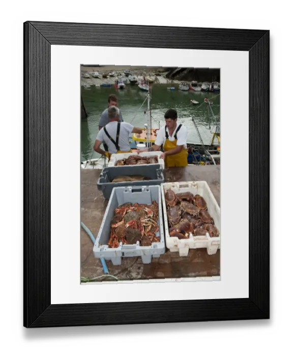 Framed Print : Crab fishing, fishermen landing Spiny Spider Crab (Maia squinado) and Edible Crab (Cancer pagurus) catch at harbour Framed Print : Crab fishing, fishermen landing Spiny Spider Crab (Maia squinado) and Edible Crab (Cancer pagurus) catch at harbour