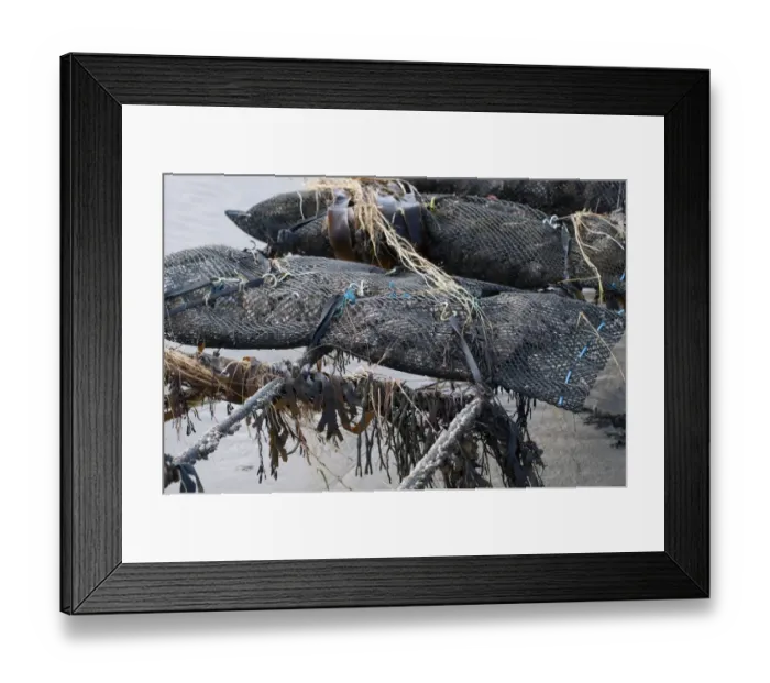 Framed Print : Oyster bed rack at low tide, Pirou Beach, Manche, Normandy, France, February Framed Print : Oyster bed rack at low tide, Pirou Beach, Manche, Normandy, France, February