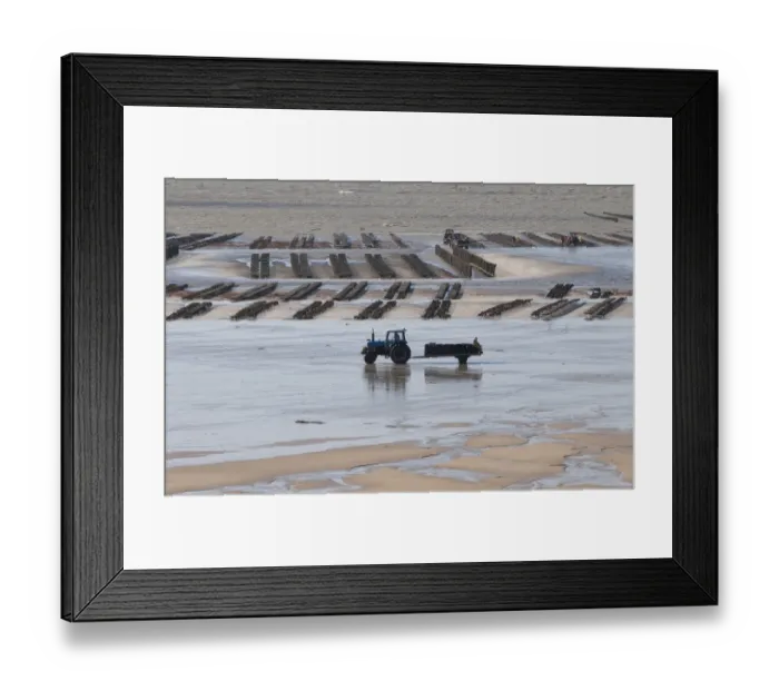 Framed Print : View of oyster beds with tractor and trailer at low tide, Pirou Beach, Manche, Normandy, France, February Framed Print : View of oyster beds with tractor and trailer at low tide, Pirou Beach, Manche, Normandy, France, February