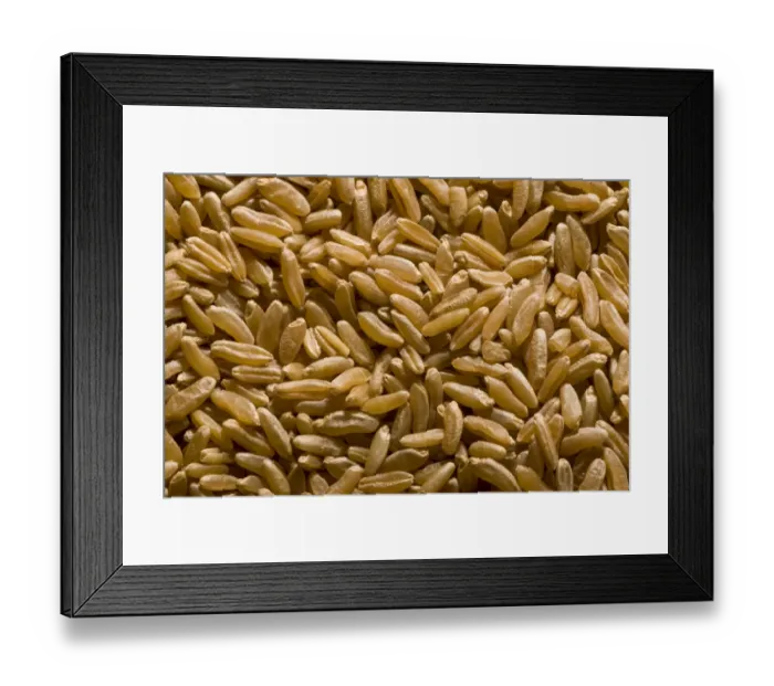 Framed Print : Khorasan Wheat (Triticum turanicum) Kamut, pile of seeds, ancient grain type, organically grown in U. S. A Framed Print : Khorasan Wheat (Triticum turanicum) Kamut, pile of seeds, ancient grain type, organically grown in U. S. A