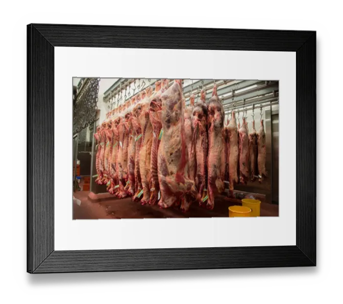 Framed Print : Beef carcases hanging in abattoir, Yorkshire, England, February Framed Print : Beef carcases hanging in abattoir, Yorkshire, England, February