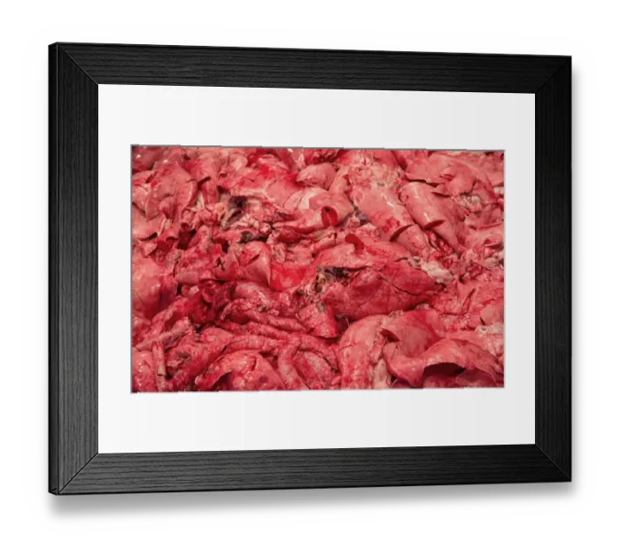 Framed Print : Pig offal in abattoir, Yorkshire, England, February Framed Print : Pig offal in abattoir, Yorkshire, England, February