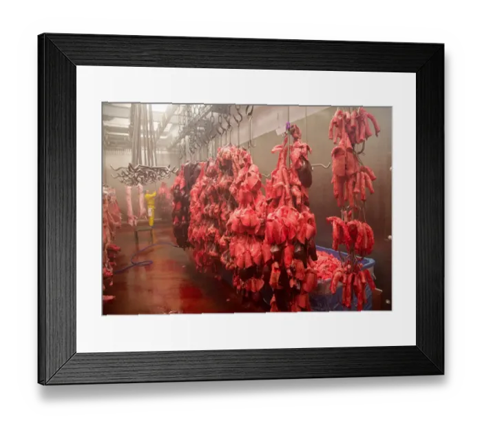 Framed Print : Pig offal hanging in abattoir, Yorkshire, England, February Framed Print : Pig offal hanging in abattoir, Yorkshire, England, February