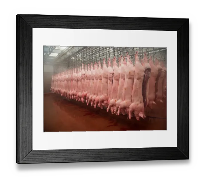 Framed Print : Pig carcases hanging in abattoir, Yorkshire, England, February Framed Print : Pig carcases hanging in abattoir, Yorkshire, England, February