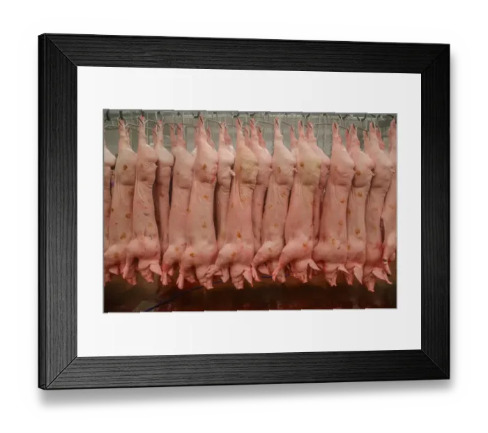 Framed Print : Pig carcases hanging in abattoir, Yorkshire, England, February Framed Print : Pig carcases hanging in abattoir, Yorkshire, England, February